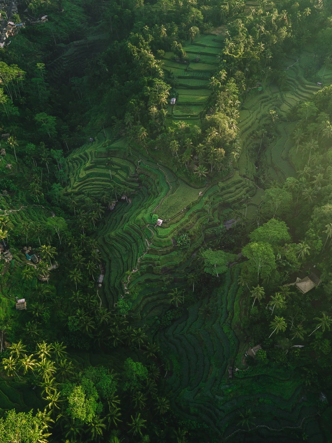 Rice terraces in Bali